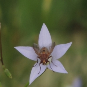 Tachinidae (family) at Conder, ACT - 7 Jan 2019