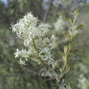 Bursaria spinosa at Greenway, ACT - 9 Jan 2019 05:18 PM