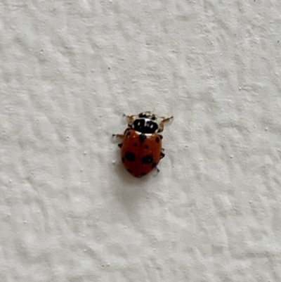 Hippodamia variegata (Spotted Amber Ladybird) at Fyshwick, ACT - 21 Jan 2019 by stellabellaxx