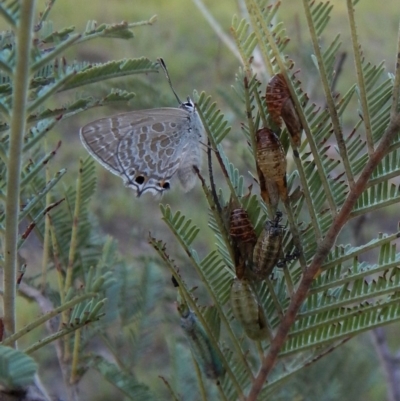 Jalmenus icilius (Amethyst Hairstreak) at Cook, ACT - 15 Jan 2019 by CathB