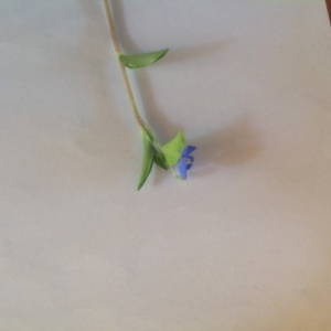 Commelina cyanea at Akolele, NSW - 21 Jan 2019 12:16 PM