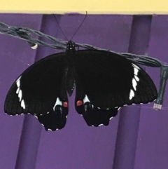 Papilio aegeus (Orchard Swallowtail, Large Citrus Butterfly) at Basin View, NSW - 20 Jan 2019 by Trishwildfire