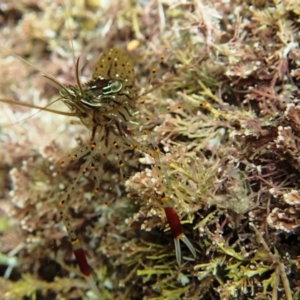 Palaemon serenus at Tathra, NSW - 17 Jan 2019