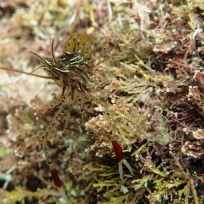 Palaemon serenus (Rock-pool Prawn) at Tathra, NSW - 17 Jan 2019 by Maggie1