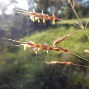 Sorghum leiocladum at Cook, ACT - 1 Jan 2019 07:28 AM