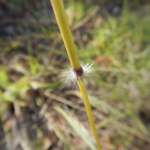 Sorghum leiocladum at Cook, ACT - 1 Jan 2019 07:28 AM