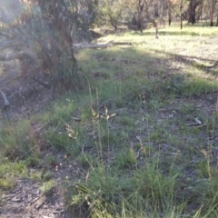 Sorghum leiocladum at Cook, ACT - 1 Jan 2019