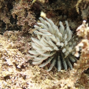 Sabellastarte australiensis at Tathra, NSW - 17 Jan 2019 11:58 AM