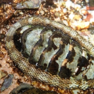 Sypharochiton pelliserpentis at Tathra, NSW - 17 Jan 2019 12:05 PM
