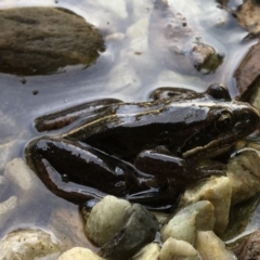 Limnodynastes peronii (Brown-striped Frog) at Dignams Creek, NSW - 8 Dec 2018 by Maggie1