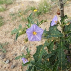 Solanum cinereum at Kambah, ACT - 19 Jan 2019