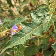 Solanum cinereum at Kambah, ACT - 19 Jan 2019