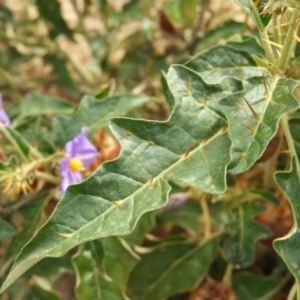 Solanum cinereum at Kambah, ACT - 19 Jan 2019 09:41 AM