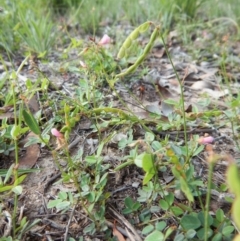 Grona varians (Slender Tick-Trefoil) at Mount Painter - 27 Dec 2018 by CathB