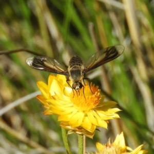 Comptosia sp. (genus) at Kambah, ACT - 19 Jan 2019 10:12 AM