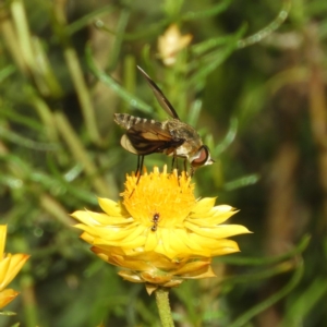 Comptosia sp. (genus) at Kambah, ACT - 19 Jan 2019 10:12 AM