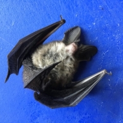 Nyctophilus sp. (genus) (A long-eared bat) at Dignams Creek, NSW - 18 Jan 2019 by Maggie1