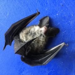 Nyctophilus sp. (genus) (A long-eared bat) at Dignams Creek, NSW - 17 Jan 2019 by Maggie1