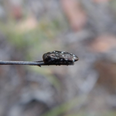 Diphucrania sp. (genus) (Jewel Beetle) at Cook, ACT - 11 Jan 2019 by CathB