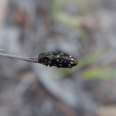 Diphucrania sp. (genus) at Cook, ACT - 11 Jan 2019 07:29 AM