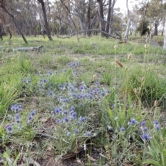 Eryngium ovinum (Blue Devil) at Dunlop, ACT - 28 Dec 2018 by CathB