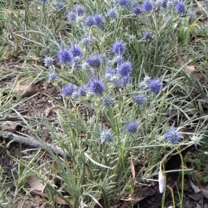 Eryngium ovinum at Dunlop, ACT - 28 Dec 2018 07:51 AM