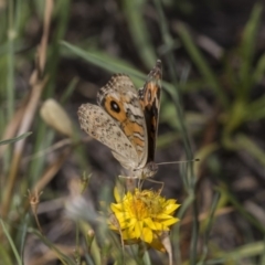 Junonia villida (Meadow Argus) at The Pinnacle - 19 Jan 2019 by Alison Milton