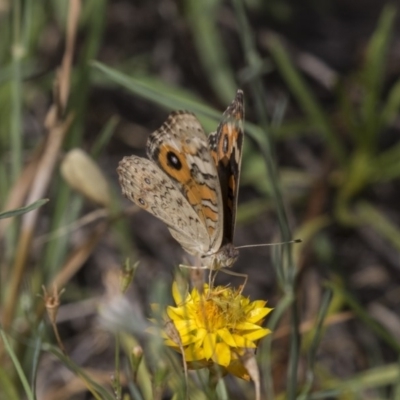 Junonia villida (Meadow Argus) at The Pinnacle - 20 Jan 2019 by AlisonMilton