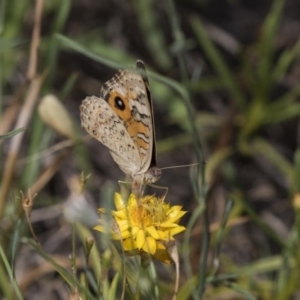 Junonia villida at The Pinnacle - 20 Jan 2019 10:22 AM