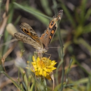 Junonia villida at The Pinnacle - 20 Jan 2019