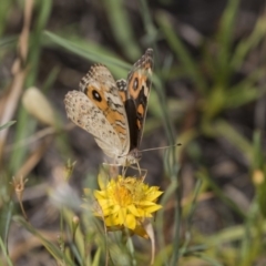 Junonia villida at The Pinnacle - 20 Jan 2019 10:22 AM