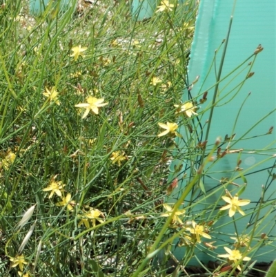 Tricoryne elatior (Yellow Rush Lily) at Mount Painter - 22 Dec 2018 by CathB