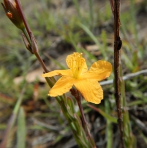 Hypericum gramineum at Cook, ACT - 27 Nov 2018