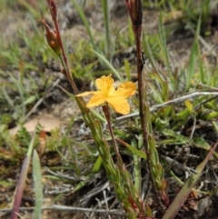 Hypericum gramineum at Cook, ACT - 27 Nov 2018