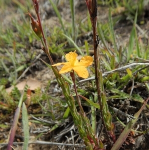 Hypericum gramineum at Cook, ACT - 27 Nov 2018