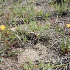 Hypericum gramineum at Cook, ACT - 27 Nov 2018 10:54 AM