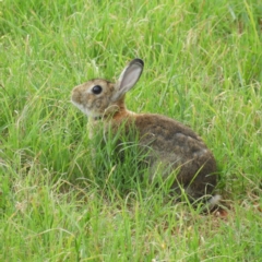 Oryctolagus cuniculus (European Rabbit) at Fyshwick, ACT - 20 Jan 2019 by MatthewFrawley