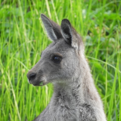 Macropus giganteus (Eastern Grey Kangaroo) at Fyshwick, ACT - 20 Jan 2019 by MatthewFrawley