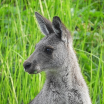 Macropus giganteus (Eastern Grey Kangaroo) at Jerrabomberra Wetlands - 20 Jan 2019 by MatthewFrawley