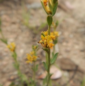 Pimelea curviflora at Cook, ACT - 25 Nov 2018 01:50 PM