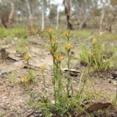 Pimelea curviflora at Cook, ACT - 25 Nov 2018 01:50 PM