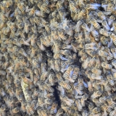 Apis mellifera (European honey bee) at Kambah, ACT - 21 Jan 2019 by MatthewFrawley