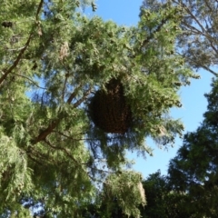 Apis mellifera at Kambah, ACT - 21 Jan 2019