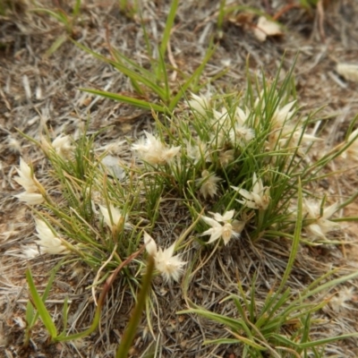 Rytidosperma carphoides (Short Wallaby Grass) at Cook, ACT - 24 Nov 2018 by CathB