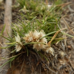 Rytidosperma carphoides at Cook, ACT - 24 Nov 2018