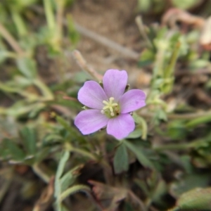 Geranium solanderi var. solanderi at Cook, ACT - 27 Nov 2018 11:03 AM