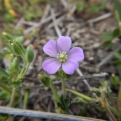 Geranium solanderi var. solanderi at Cook, ACT - 27 Nov 2018 11:03 AM