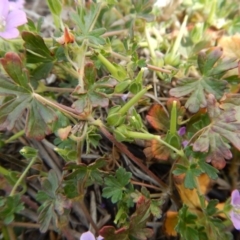 Geranium solanderi var. solanderi at Cook, ACT - 27 Nov 2018 11:03 AM