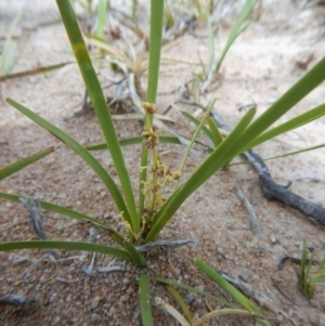 Lomandra filiformis at Cook, ACT - 27 Nov 2018