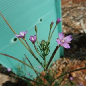 Epilobium billardiereanum subsp. cinereum at Cook, ACT - 29 Nov 2018 03:30 PM